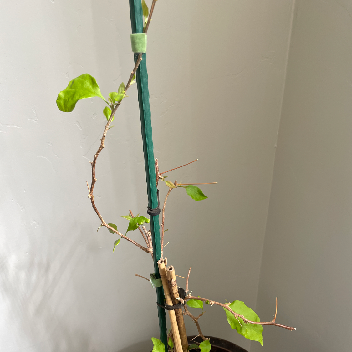 Best Soil Potting Mix for Bougainvillea