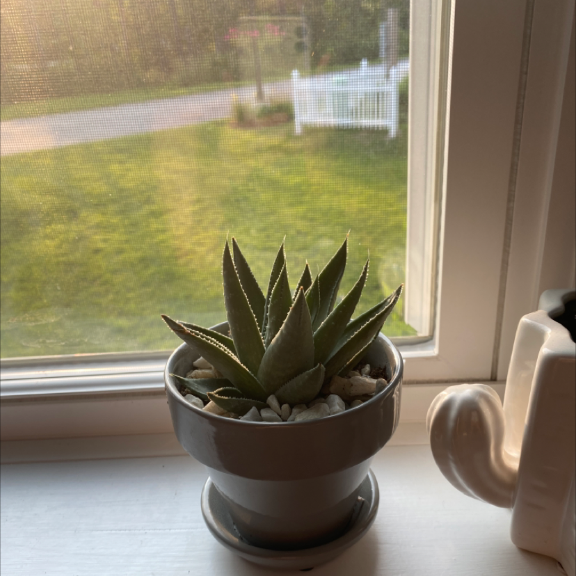 Zebra Plant plant photo by Meagan named Venus on Greg, the plant care app.