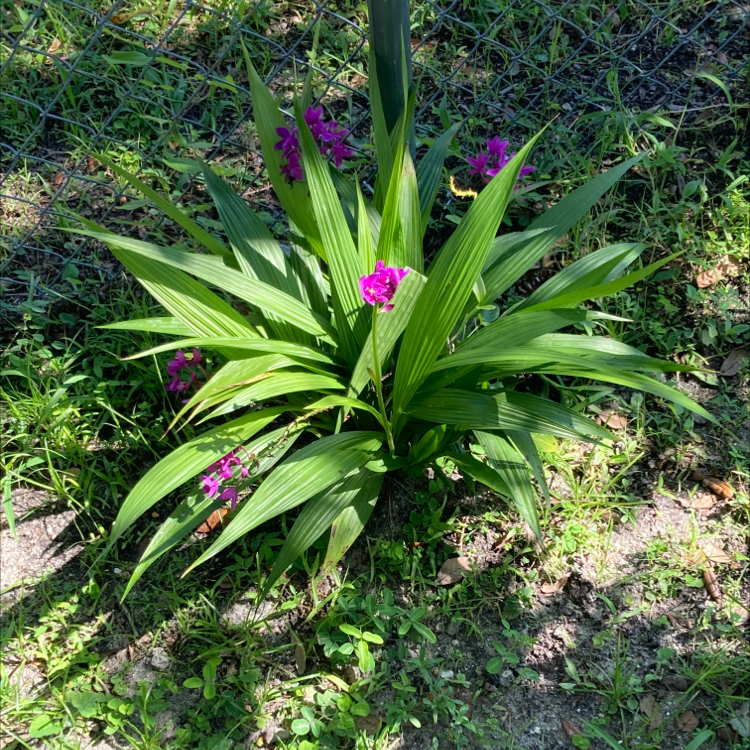 Chinese ground orchid uploaded to the Greg plant app by @user6521e139