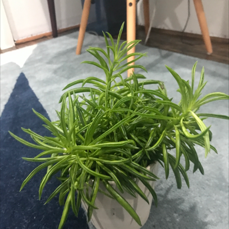 Pincushion Peperomia plant photo by @Goosejuice12 named Bart on Greg, the plant care app.