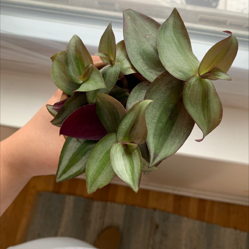 Spiderwort plant photo by @Rebecarecinos named Ron on Greg, the plant care app.
