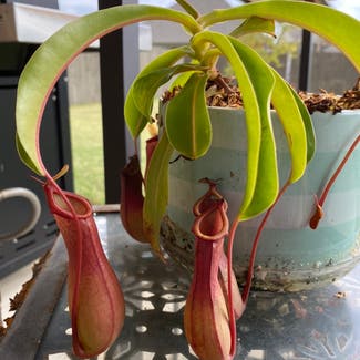 Tropical Pitcher Plant plant in Harvest, Alabama