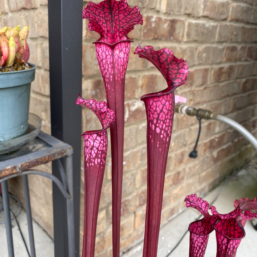 Plant care for Areolated Pitcher Plant on Greg, the plant care app