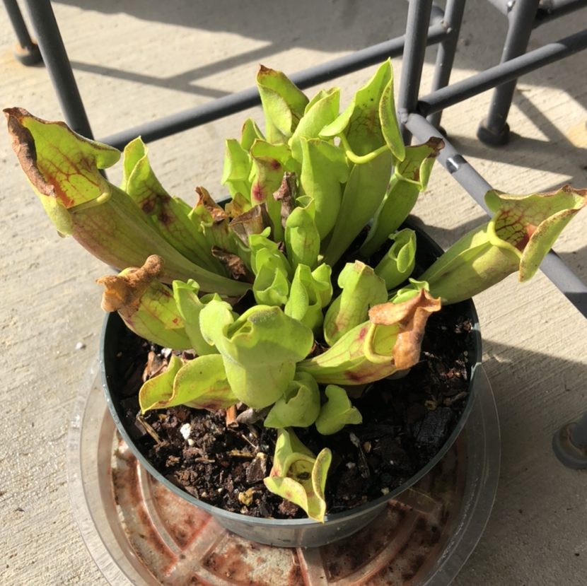 Photo of the plant species Purple Pitcher Plant by @AustinH2o2 named Guildenstern on Greg, the plant care app
