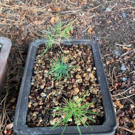 Photo of the plant species Grey Pine by Eli named Big Spikez on Greg, the plant care app