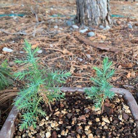 Photo of the plant species Bigcone Pine by Eli named Tiny Spikez on Greg, the plant care app