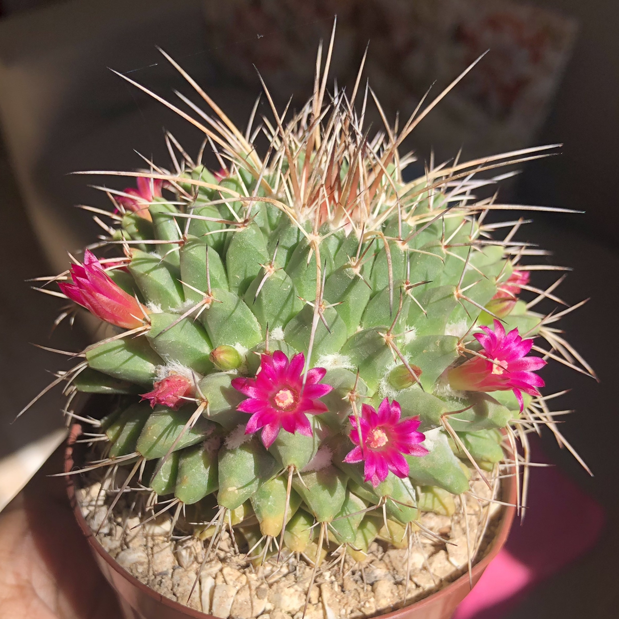 Mexican Pincushion plant photo by @itsmel named Mag on Greg, the plant care app.