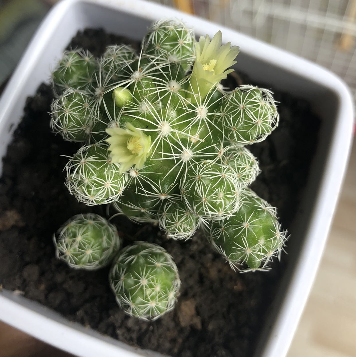 Thimble Cactus plant photo by @itsmel named Gracilis on Greg, the plant care app.