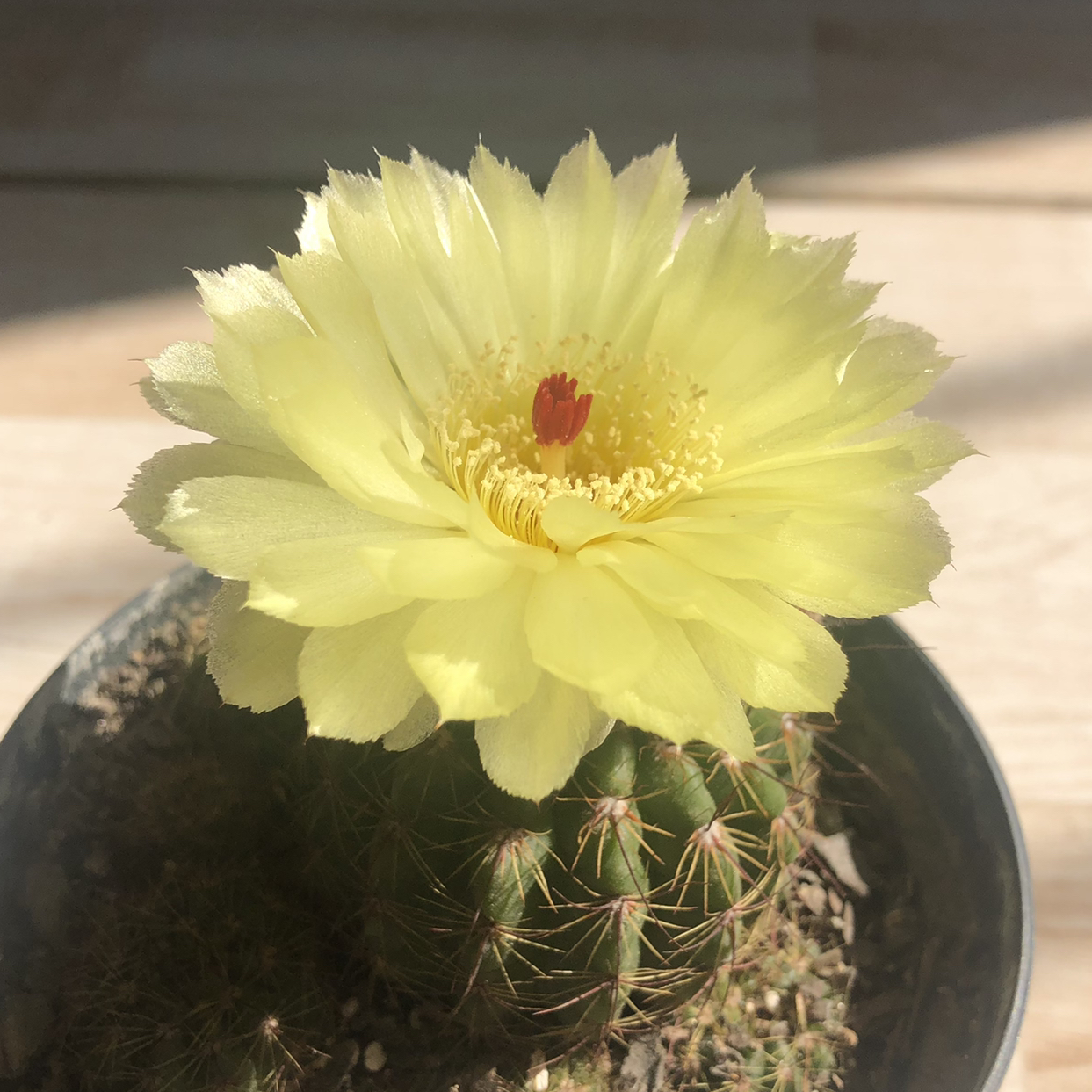 Photo of the plant species Parodia ottonis by @itsmel named Ottonis on Greg, the plant care app