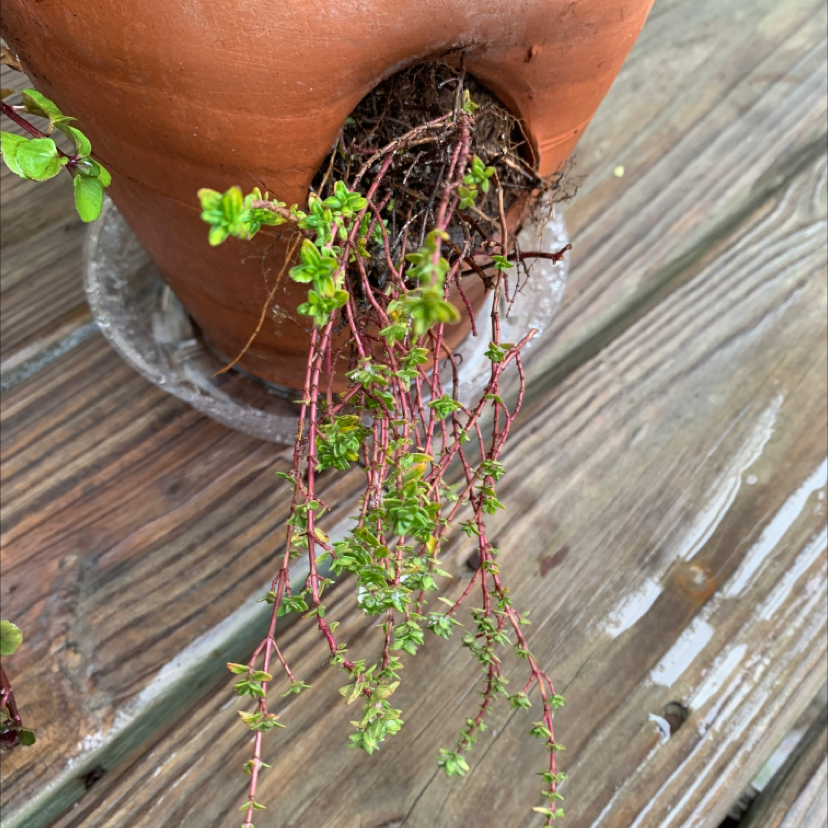 A terracotta pot containing a lush, healthy thyme plant with thin woody stems, vibrant green leaves, and a few tiny purple flowers.