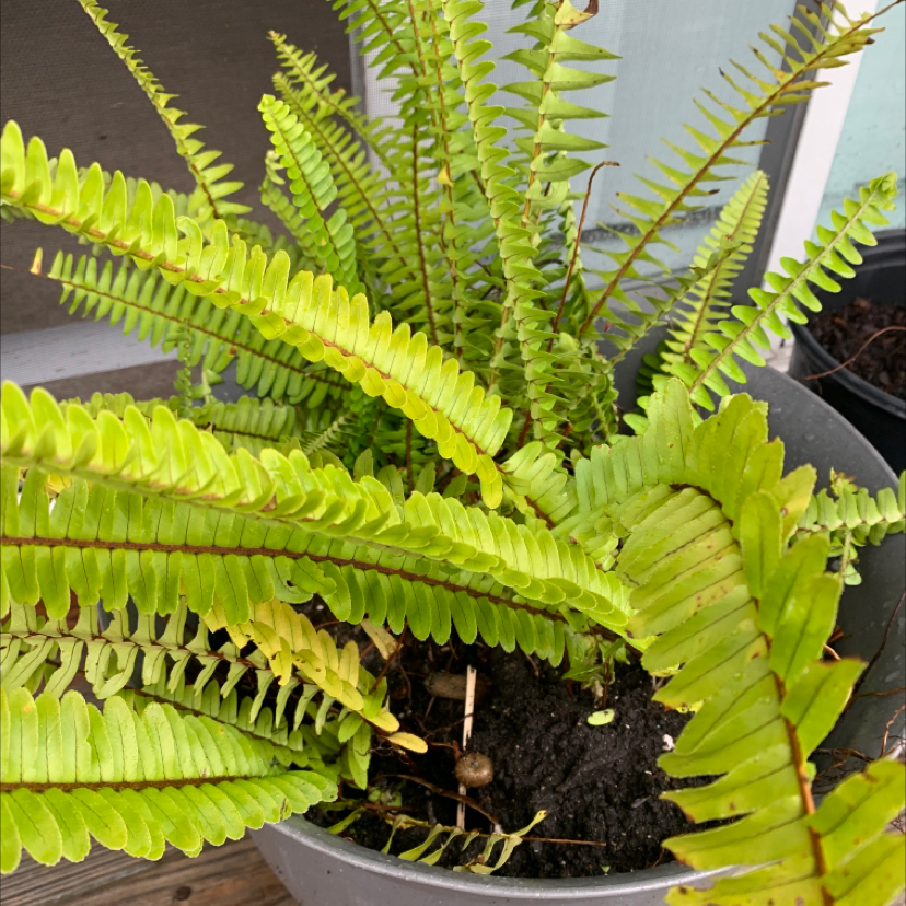 Healthy, lush Erect Sword Fern with vibrant green fronds growing in nutrient-rich soil, well-framed image showcasing the plant's beauty.
