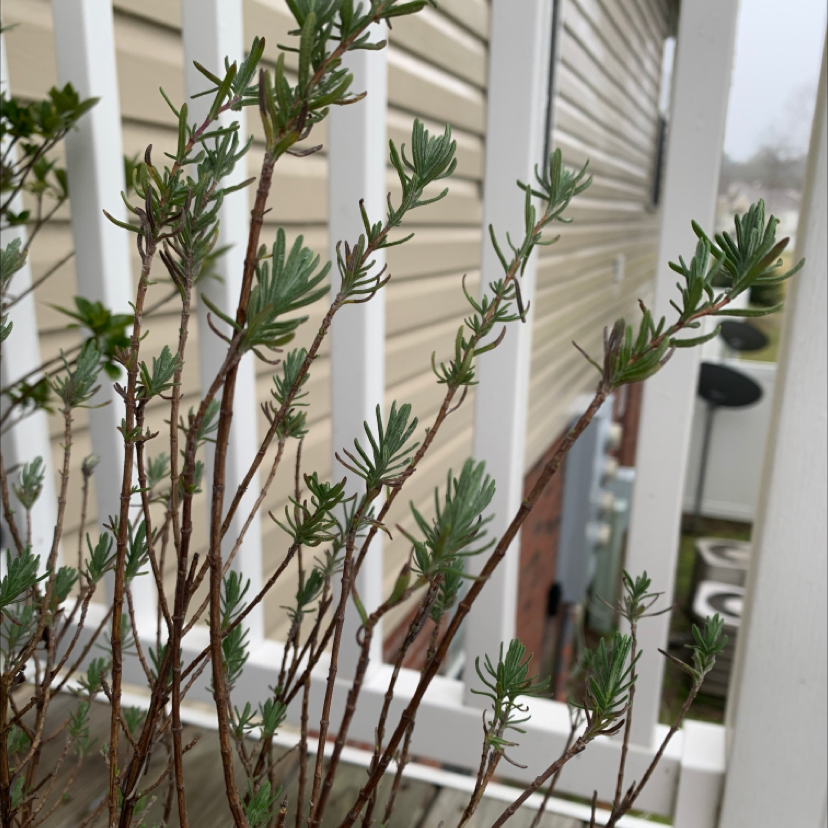 English Lavender plant with thin, woody stems and narrow, gray-green leaves, outdoors near a house and railing.