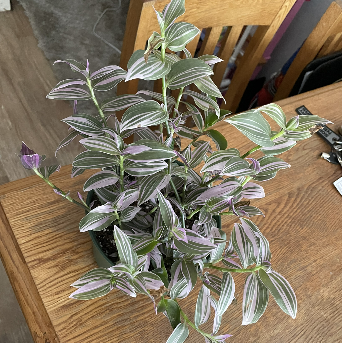 Healthy Lilac Tradescantia plant with variegated leaves on a wooden table.
