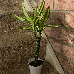 Dracaena 'Sted Sol Cane' plant photo by @jana named Achilles on Greg, the plant care app.
