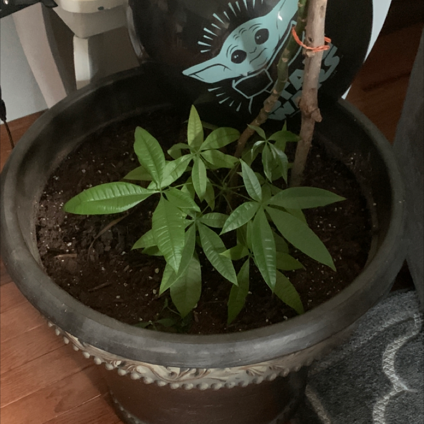 Money Tree plant photo by Madilynn named Your plant on Greg, the plant care app.