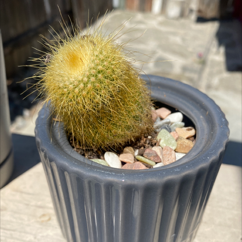 Parodia Leninghausii plant photo by @Kidd213 named Your plant on Greg, the plant care app.