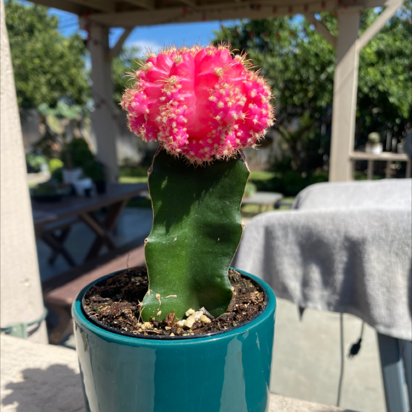 Moon Cactus plant photo by @Kidd213 named Your plant on Greg, the plant care app.