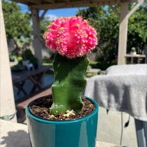 Moon Cactus plant photo by Kidd213 named Your plant on Greg, the plant care app.