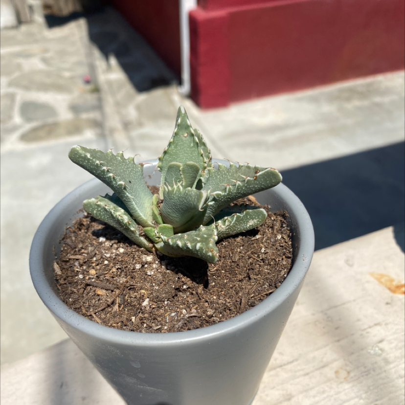 Varigated Tiger's Jaw plant photo by @Kidd213 named Your plant on Greg, the plant care app.