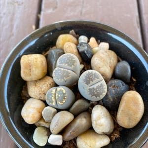 Lithops bromfieldii plant photo by @Kidd213 named Your plant on Greg, the plant care app.
