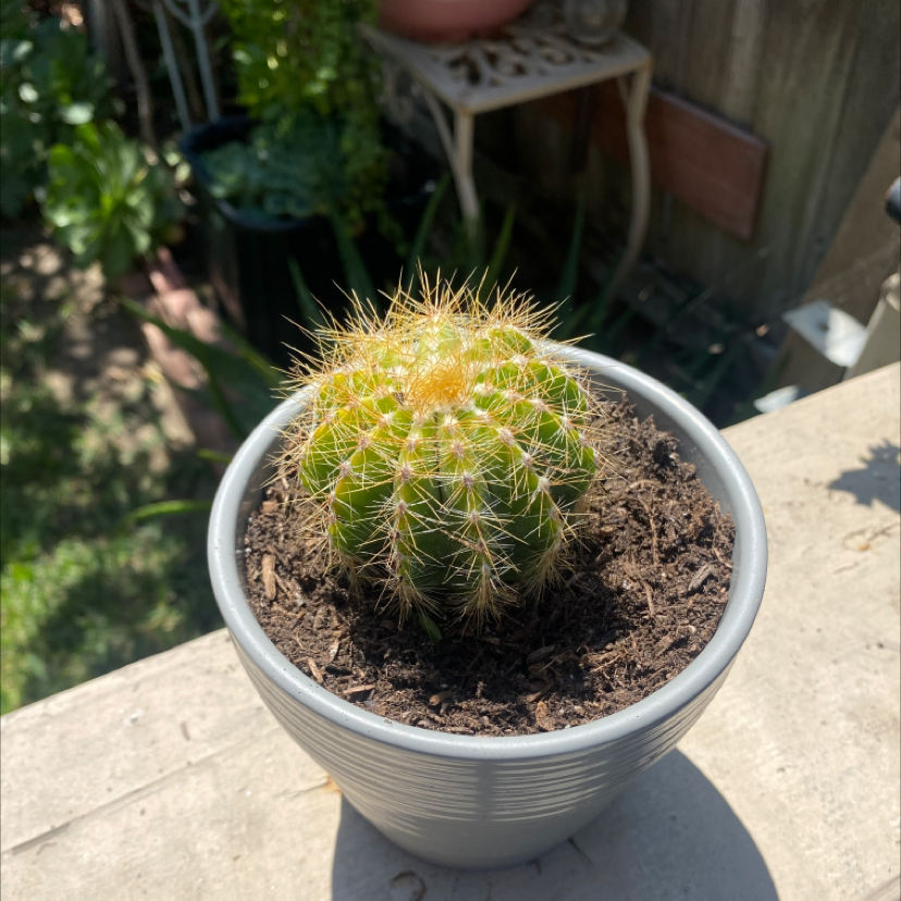 Balloon Cactus plant photo by @Kidd213 named Your plant on Greg, the plant care app.