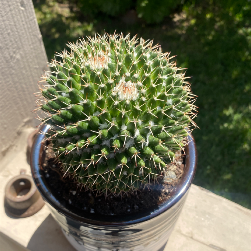 Mammillaria carnea plant photo by @Kidd213 named Herrera on Greg, the plant care app.