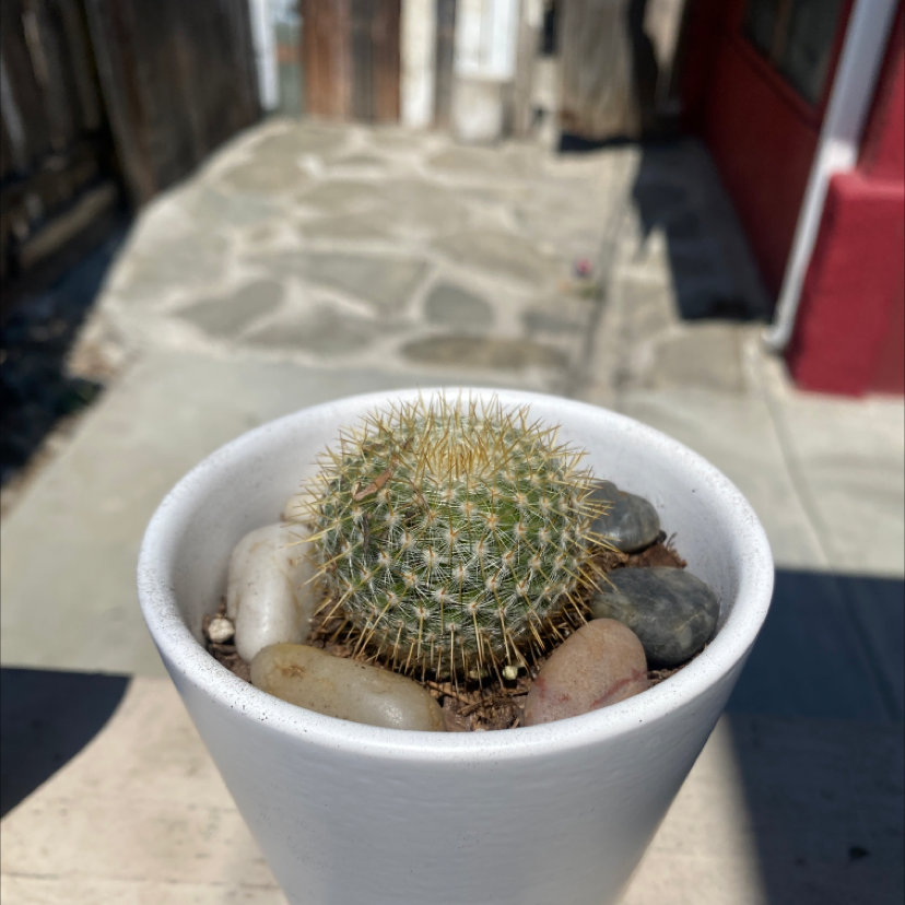 Twin Spined Cactus plant photo by @Kidd213 named Your plant on Greg, the plant care app.
