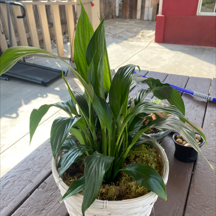 Peace Lily plant photo by @Kidd213 named Your plant on Greg, the plant care app.