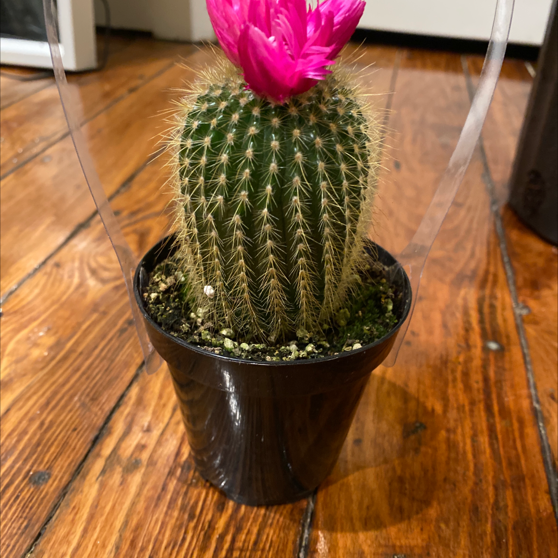 Healthy flowering Lace Hedgehog Cactus in a small pot, with a bright magenta flower blooming at the top of the densely spined cactus.