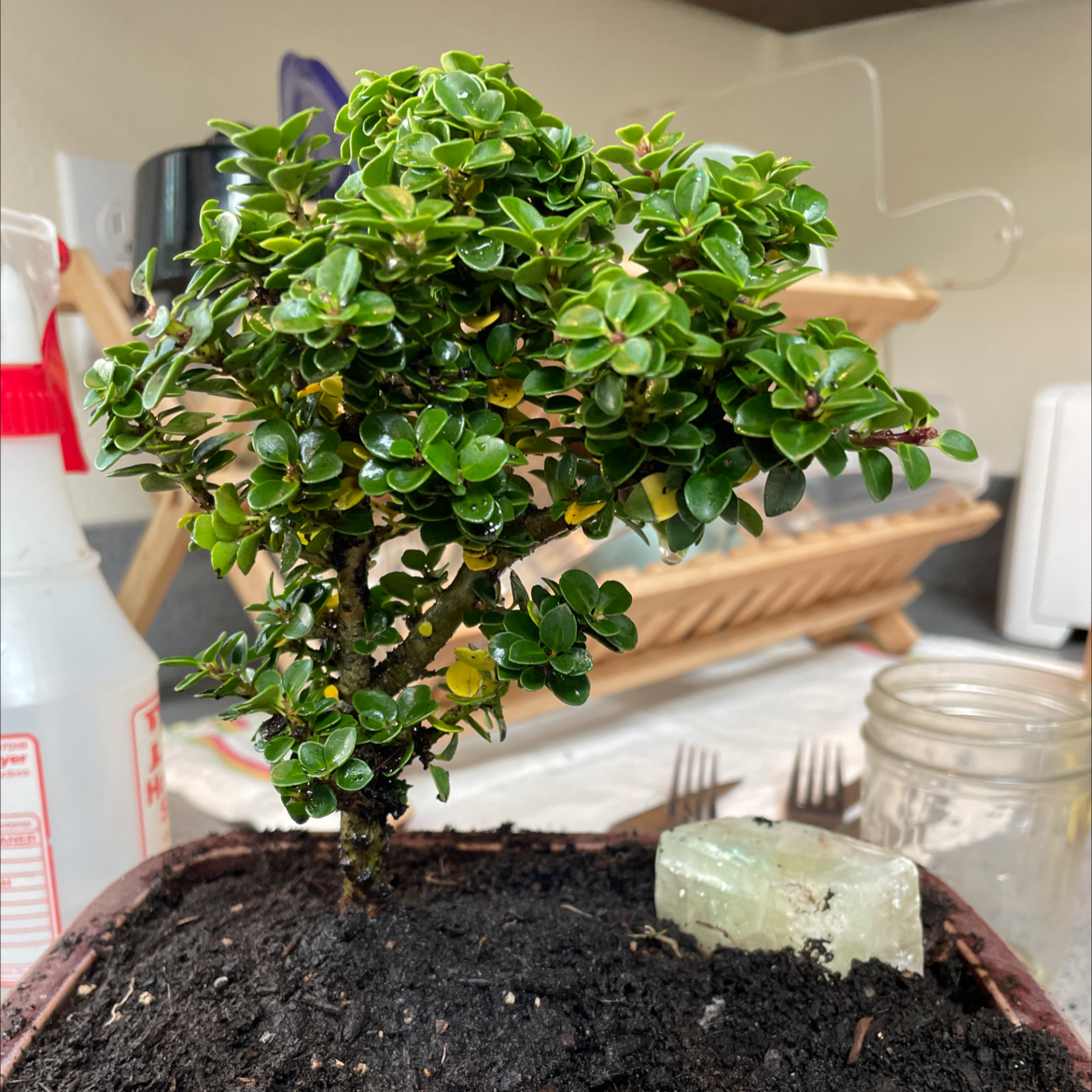 A thriving Boxwood bonsai plant with dense green foliage, pruned into classic bonsai shape, displayed on a wooden stand.