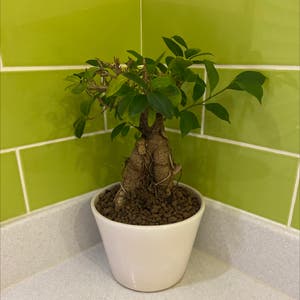 Ficus Microcarpa plant photo by @faithiweddle named Bonny Bonsai on Greg, the plant care app.