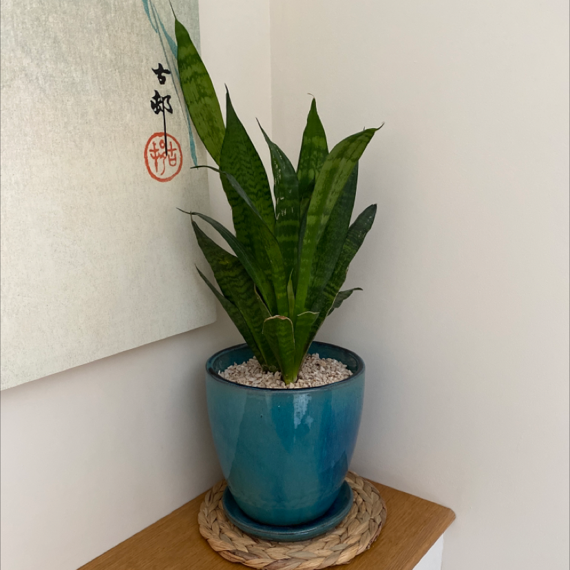 Snake Plant plant photo by @faithiweddle named Terrance on Greg, the plant care app.