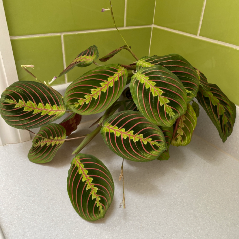 Green Prayer Plant plant photo by @faithiweddle named Claire on Greg, the plant care app.