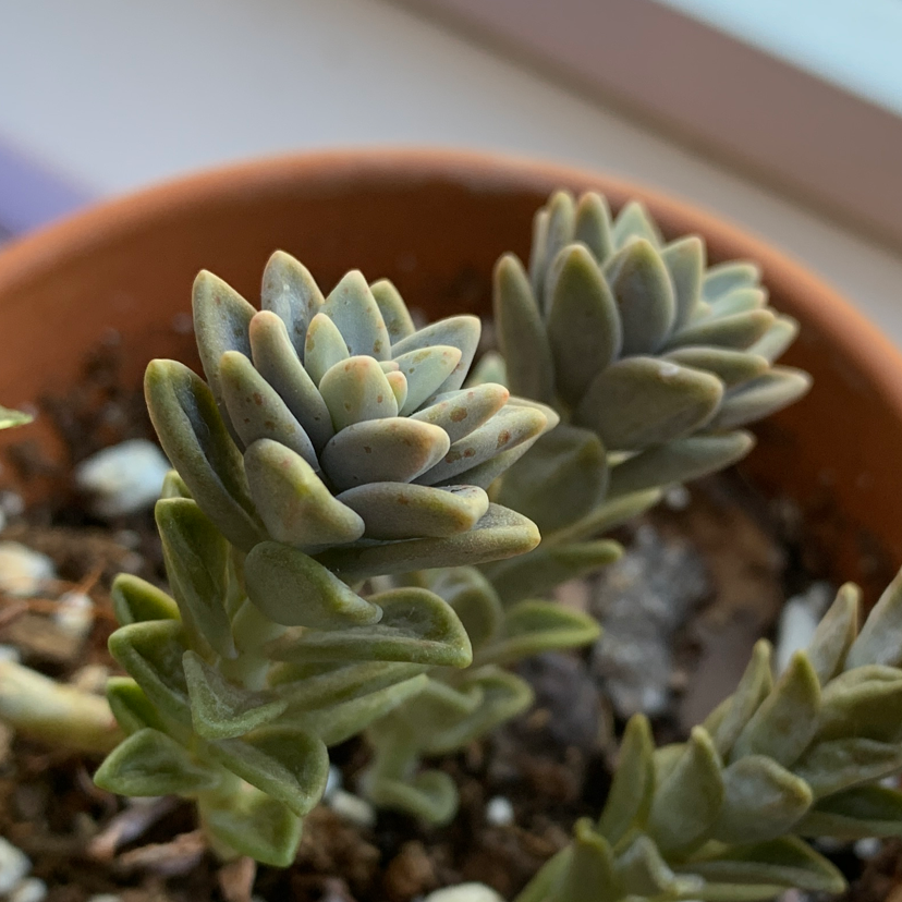 Close-up of a healthy Jenny's Stonecrop succulent in a pot with visible soil.