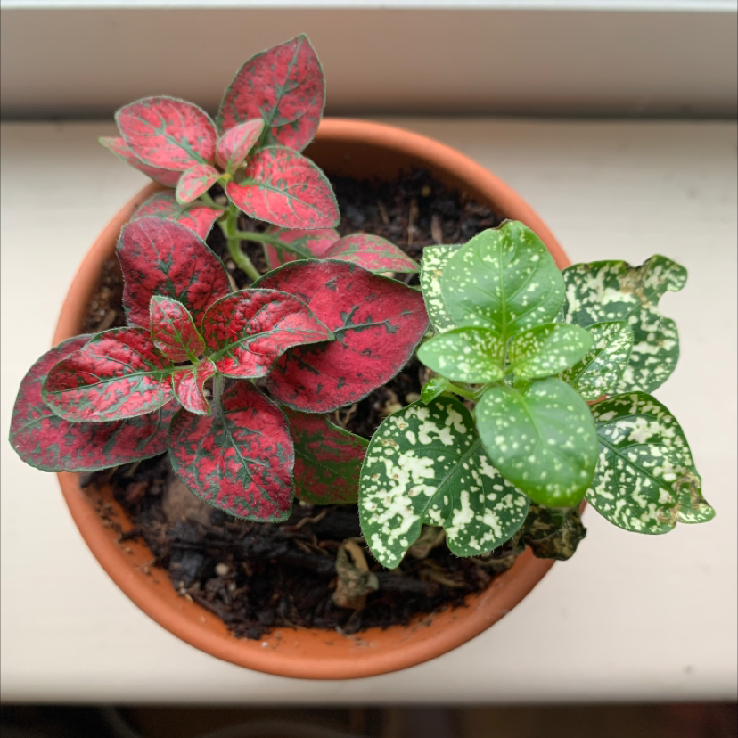 Polka Dot Plant plant photo by @Livr0s3 named Polka Dot on Greg, the plant care app.