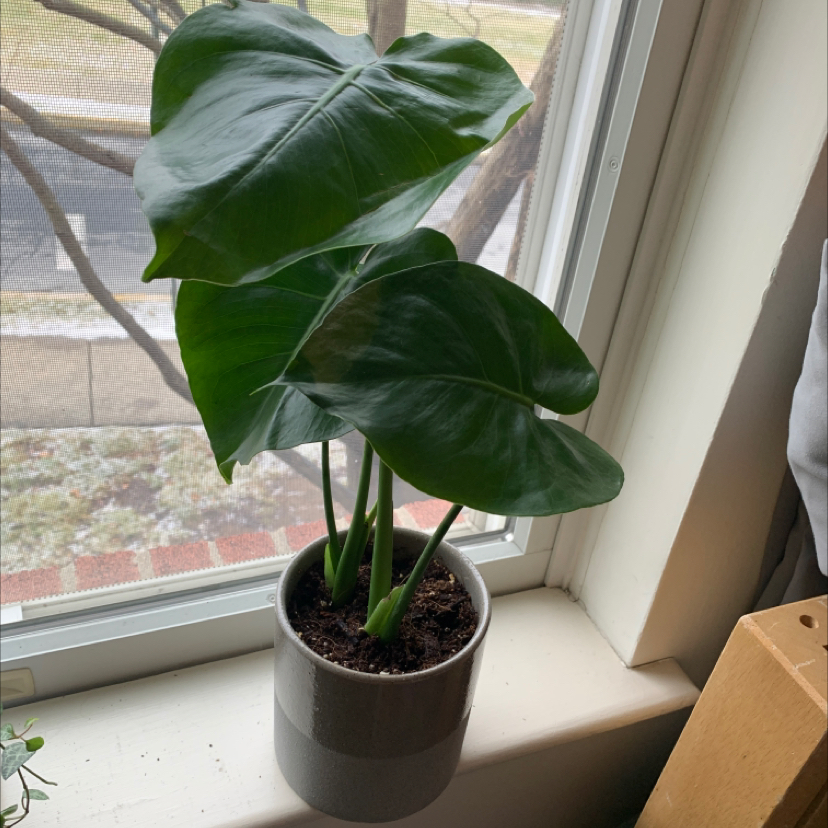 Monstera plant photo by @Livr0s3 named Delia on Greg, the plant care app.