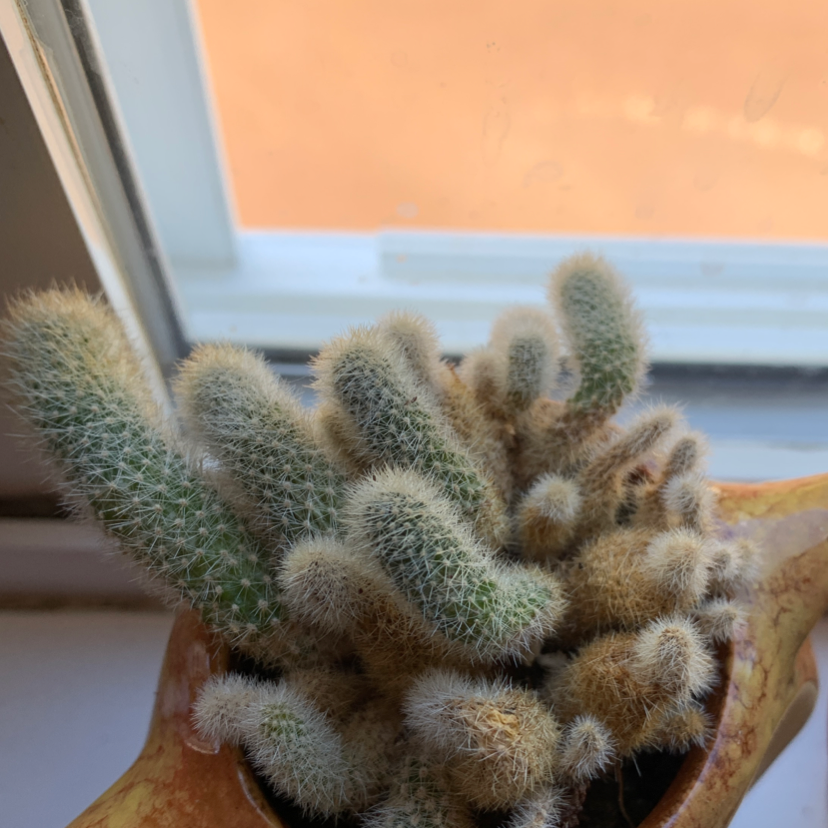 Hedge Cactus in a pot near a window, with some browning visible.