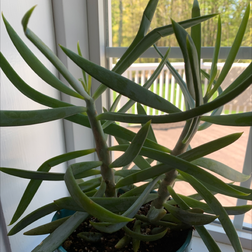 Narrow-Leaf Chalk Sticks plant near a window with green, slender leaves.