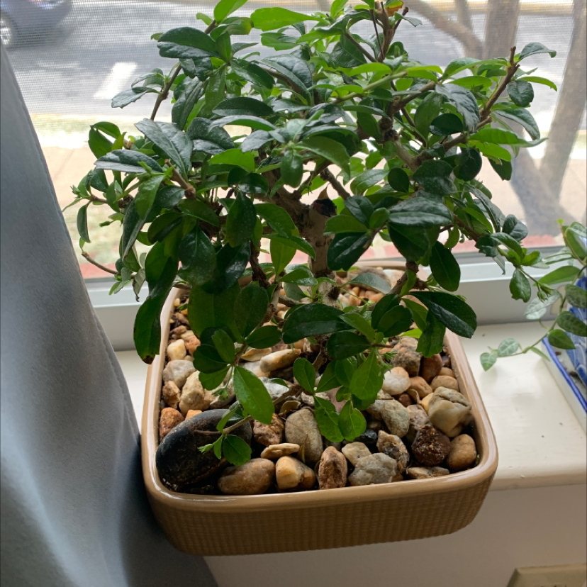 Ficus Ginseng plant photo by @Livr0s3 named Bon on Greg, the plant care app.