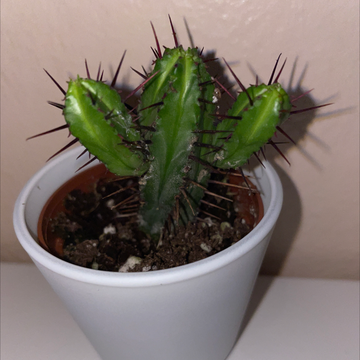Photo of the plant species Euphorbia heptagona by @ELxSIE7E named Hug on Greg, the plant care app