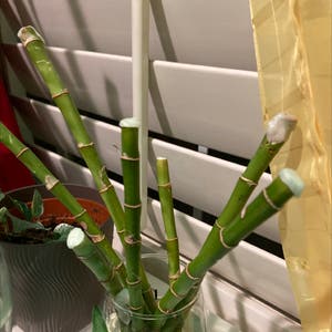 Lucky Bamboo plant photo by @Nubiangoddess named Foxxy on Greg, the plant care app.