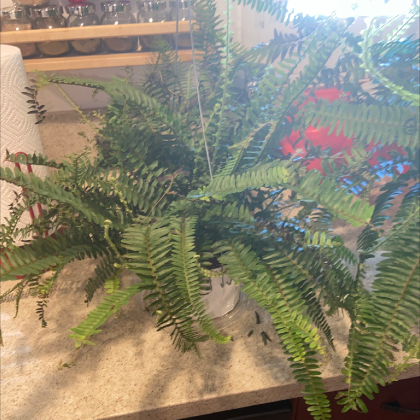 Boston Fern plant photo by @Nubiangoddess named Basil￼ on Greg, the plant care app.