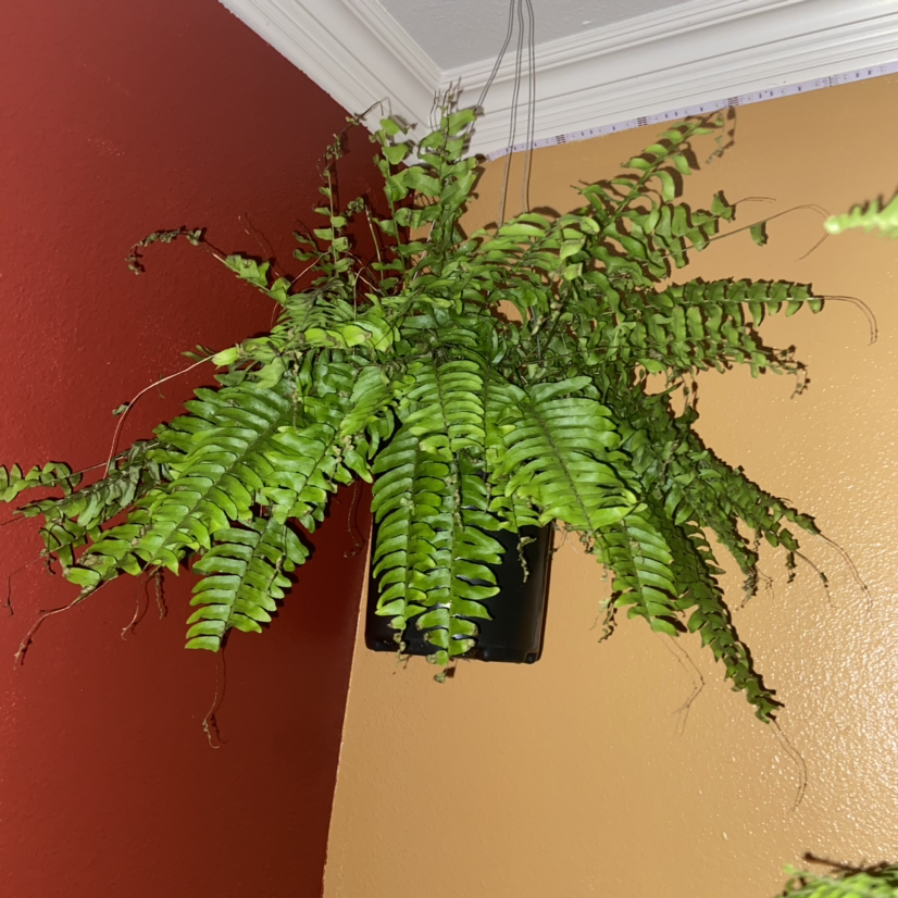 Boston Fern plant photo by @Nubiangoddess named Baby Godzilla on Greg, the plant care app.