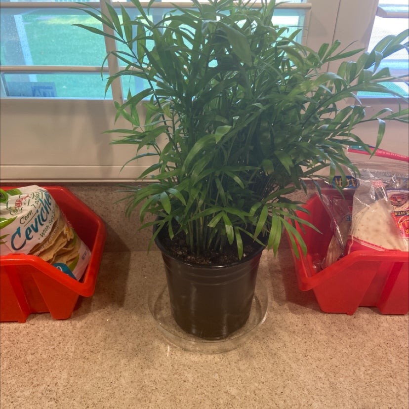 Parlour Palm plant photo by @Nubiangoddess named Micheal jackson on Greg, the plant care app.