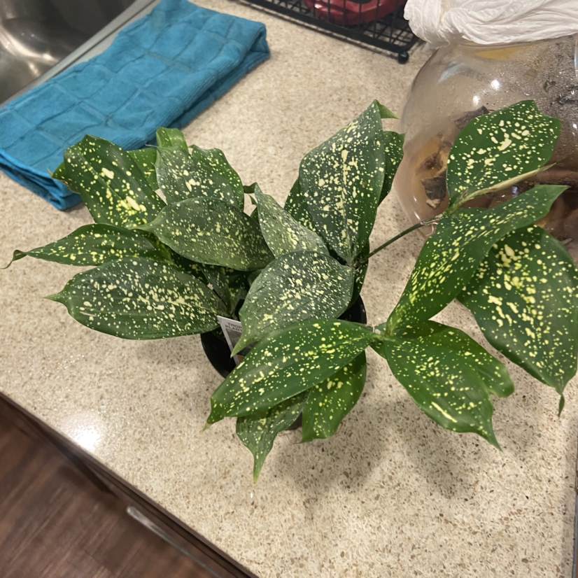 Gold Dust Dracaena plant photo by @Nubiangoddess named Diamomd from the bayarea on Greg, the plant care app.
