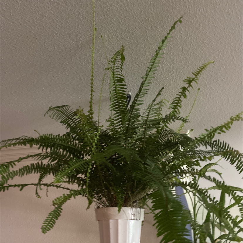 Boston Fern plant photo by @Nubiangoddess named Snooki on Greg, the plant care app.