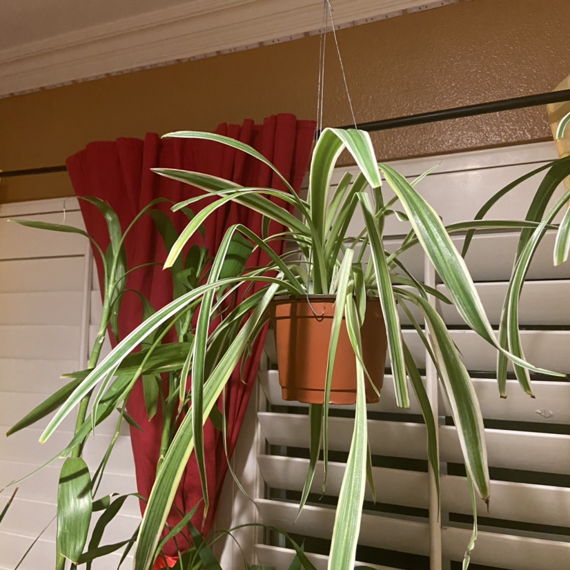 Spider Plant plant photo by @Nubiangoddess named BigSpidey on Greg, the plant care app.