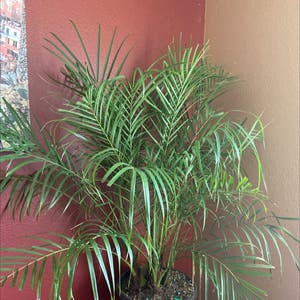 Pygmy Date Palm plant photo by Nubiangoddess named Mollie died on Greg, the plant care app.
