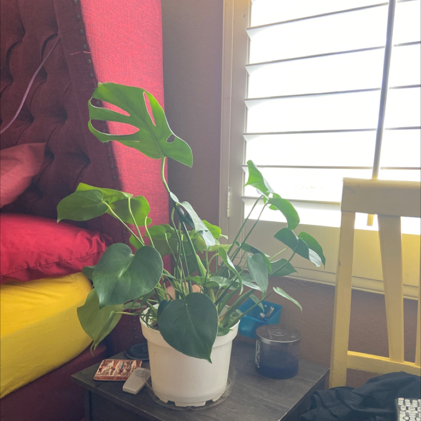Monstera plant photo by @Nubiangoddess named Moochi on Greg, the plant care app.