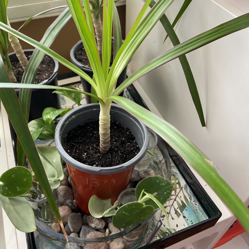 Dragon Tree plant photo by @Nubiangoddess named Soulijah girl on Greg, the plant care app.